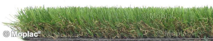 Vera 40 mostra la radice colore erbetta secca e terra
